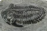 Detailed Hollardops Trilobite Fossil - Ofaten, Morocco #346536-2